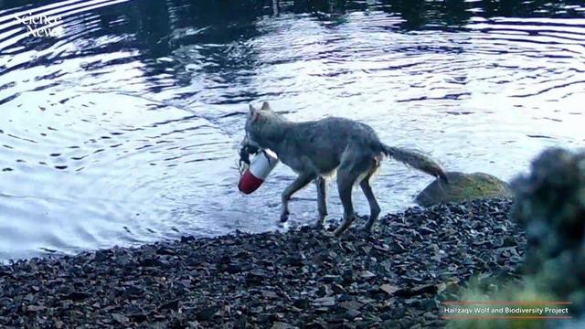 ببینید | استفاده باورنکردنی یک گرگ وحشی از ابزار انسانی برای شکار!