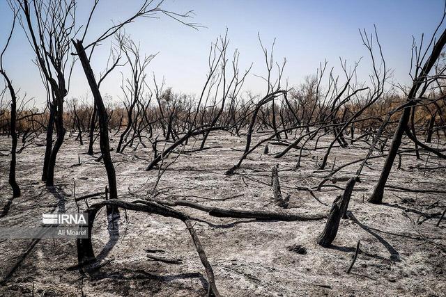 دستور قضایی برای شناسایی عاملان آتش‌سوزی جنگل‌های چالوس صادر شد