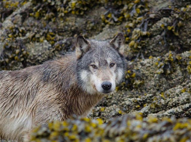 این گرگ‌ها ماهی شکار می‌کنند +ویدیو