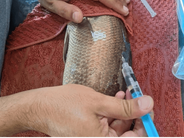 محققان جنوب کشور روش تکثیر مصنوعی ماهی باس دریایی را متحول کردند