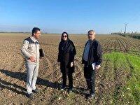 آغاز کشت پاییزه چغندر قند در مازندران