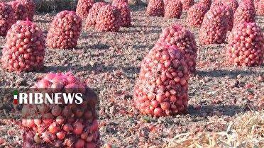 ذخیره سازی ۴۰۰ هزار تن پیاز در انبار‌های فلاورجان