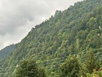 مسدود شدن مسیرهای منتهی به جنگل‌های نوشهر