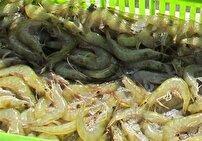 میگوی بوشهر در چالش خام فروشی