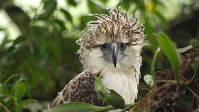 7 پرنده کمیاب جهان که در معرض انقراض هستند