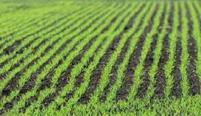 مشاور رئیس سازمان جهاد کشاورزی استان: ایلام، تا پایان برنامه هفتم به یکی از قطب‌های تولید کشاورزی تبدیل می‌شود