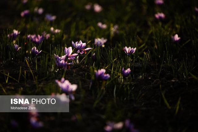 روزهای بنفش در کویر، شب‌های بی‌سود در بازار