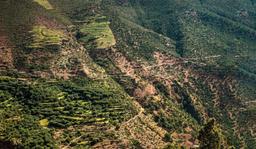 نابودی جنگل‌های هیرکانی در آتش بی‌توجهی