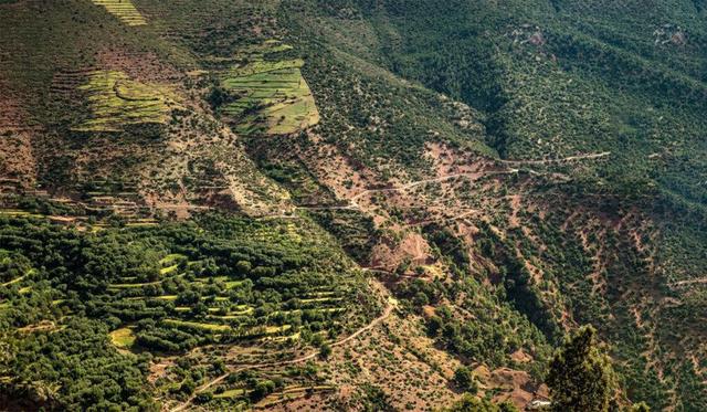 نابودی جنگلهای هیرکانی در آتش بیتوجهی