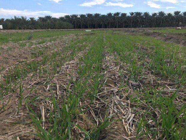 کشت ۱۳ هزار هکتاری گندم در استان هرمزگان آغاز شد