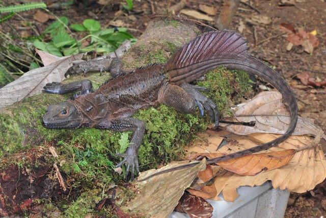 اژدهایان بادبانی؛ خزندگان افسانه‌ای که روی آب می‌دوند