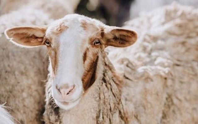سالانه ۲۰۰ راس قوچ مغان در استان اردبیل تولید می‌شود