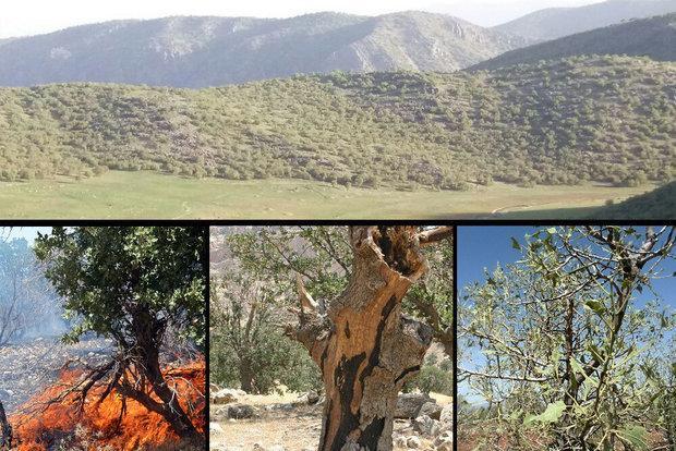 خطقرمز اکولوژیک شکست؛ زاگرس در آشفتگی اقلیمی