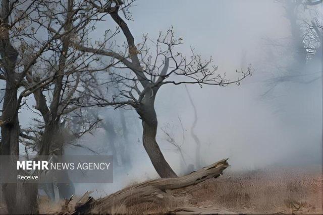 یونسی: ۸ هکتار از جنگل الیت در آتش سوزی دچار خسارت شد