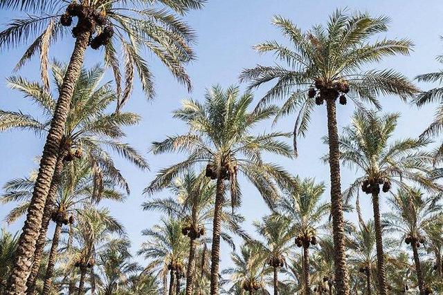 نخل ایستاده‌ترین تصویر صبر در بوشهر