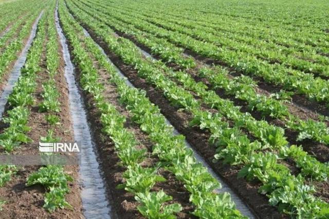 کشاورزی سنتی در حریم شهر قم باید اصلاح شود