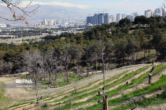 ضرورت تصویب طرح جامع فضای سبز برای تهران چیست؟