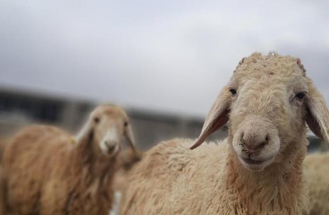 سالانه ۲۰۰ راس قوچ مغان در استان اردبیل تولید می‌شود