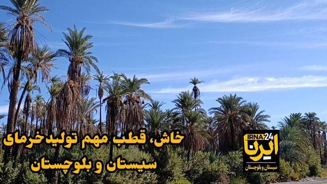 فیلم| تولید سالانه ۱۰ هزار تُن خرما در خاش؛ دهستان «روتک» قطب صادرات