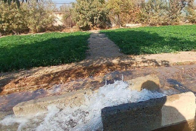 ری الگوی تولید سبزی سالم؛کشت با آب نامتعارف وجود ندارد +فیلم