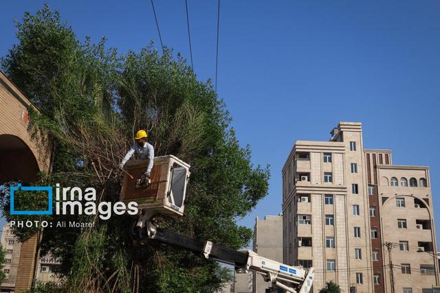 طرح هرس و رفع خطر درختان متداخل با شبکه برق در اهواز