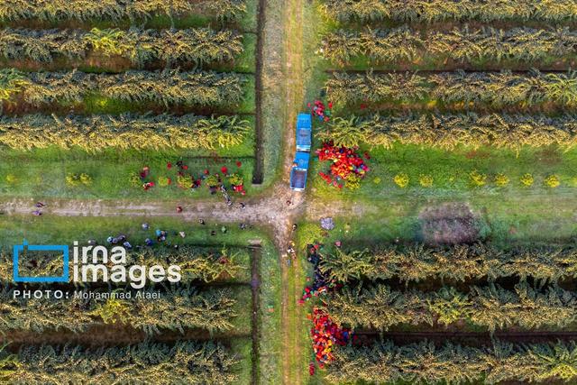 کرمان در مسیر کشاورزی هوشمند؛ صندوق حمایت، پیشران تحول و ارزش‌آفرینی