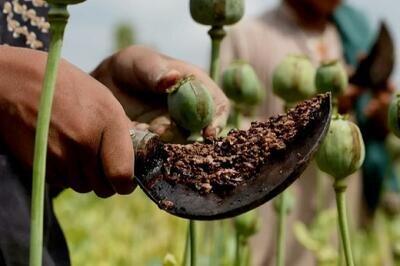 باور می‌کنید سالانه ۵۰۰تن تریاک خالص وارد می‌کنیم؟ ۷۲۰۰۰۰۰۰۰۰۰۰۰۰ تومان!
