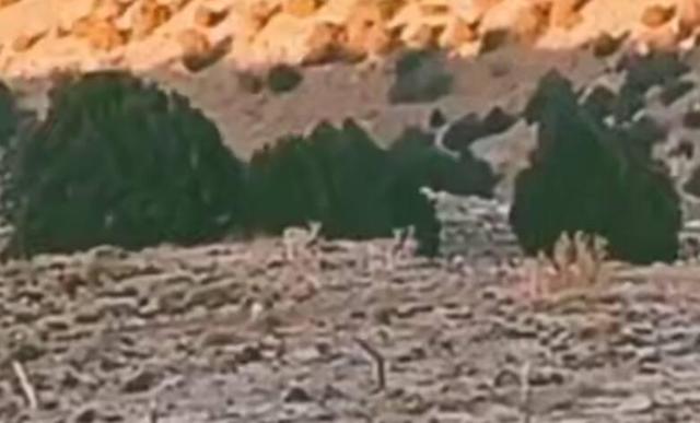 تصاویری زیبا از گله آهو و کبک در شهرستان مرزی راز