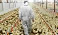 یک چهارم از مرغ تولیدی در تربت‌حیدریه به سایر شهرها ارسال می‌شود