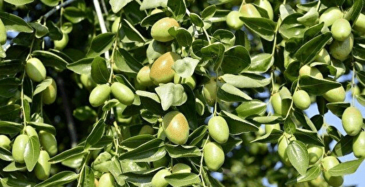 برداشت سالانه ۱۹۰۰ تن زیتون در لرستان