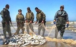 افزایش ۶۰ درصدی صید ماهیان استخوانی در گیلان