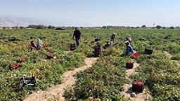 برداشت گوجه فرنگی از مزارع شهرستان مُهر