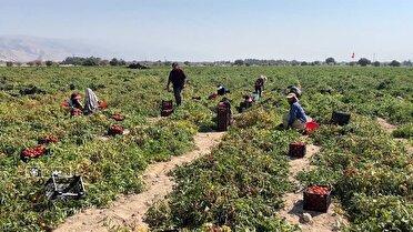 برداشت گوجه فرنگی از مزارع شهرستان مُهر