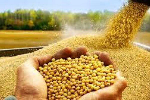 تسویه ۱۰۰ درصدی بهای سویا در کمتر از ۱۰ روز در گلستان