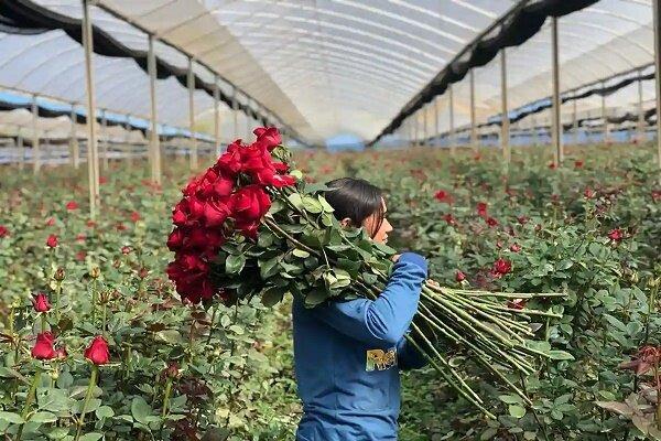 وجود بالغ بر ۱۵۰۰ واحد گلخانه در گیلان/ تولید ۳.۶ میلیون شاخه گل بریده