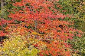 طبیعت پائیزی جنگل دالخانی و مازندران