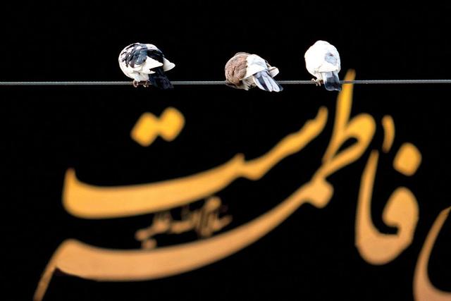 حضرت زهرا(س) خط اصیل ولایت را برای همیشه تاریخ تبیین و تثبیت کرد