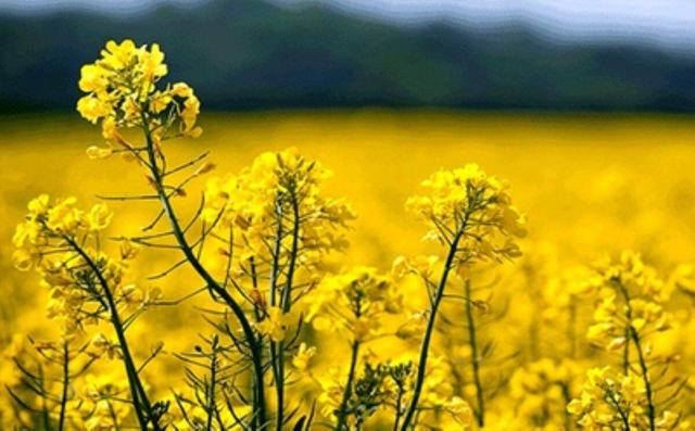 واگذاری تولید دانه‌های روغنی به شرکت‌های واردکننده غیردولتی