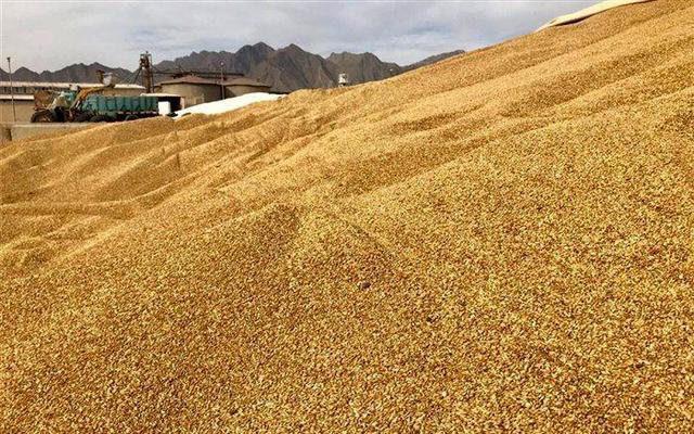 توزیع ۵۷ هزار تن نهاده دامی در آذربایجان‌غربی