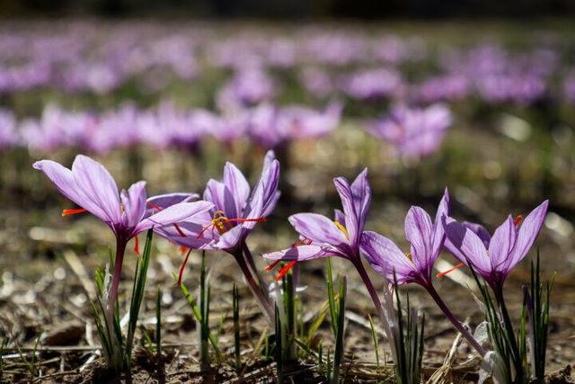 برداشت ۶۵۰ کیلوگرم زعفران از مزارع کبودرآهنگ