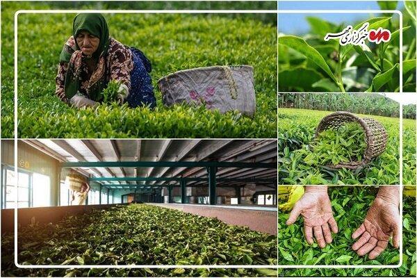 حفظ سازمان چای؛ کلید پایداری تولید و حمایت از کشاورزان