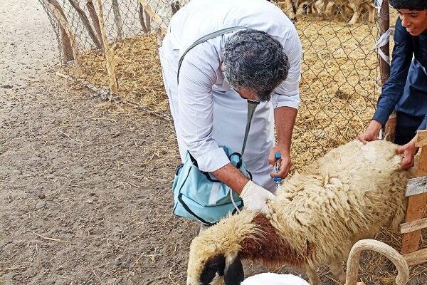 واکسیناسیون رایگان بیش از ۱ میلیون راس دام سبک در هرمزگان