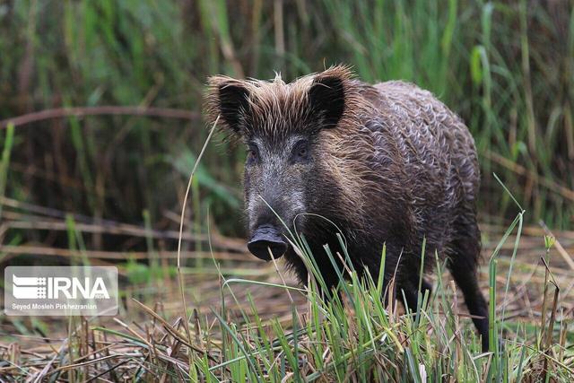 شب وحشت کشاورزان خراسان‌شمالی؛ گرازها به خط شدند
