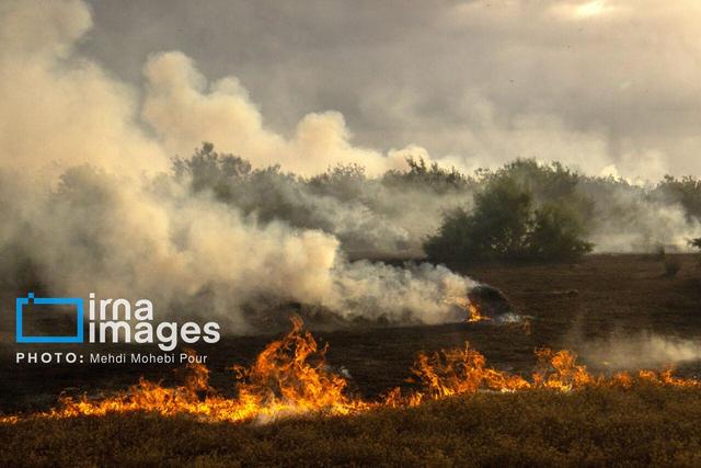آتش سهل‌انگاری برجانِ جنگل‌های شمال