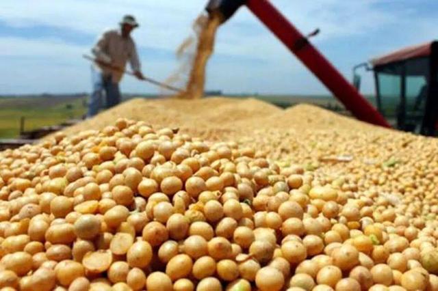 کشت سویا در کرمانشاه؛ آزمونی موفق با آینده‌ای روشن