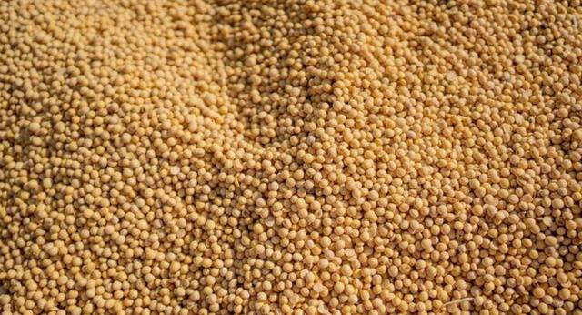 رکوردشکنی تعاون روستایی گلستان؛ تسویه کامل مطالبات سویاکاران در کمتر از ۱۰ روز