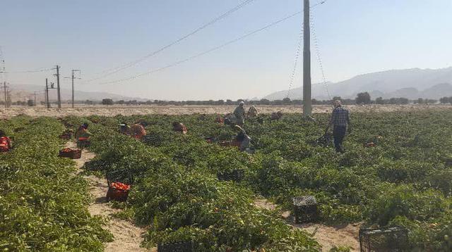 پارسیان هرمزگان؛ پیشتاز تولید گوجه‌فرنگی خارج از فصل در کشور
