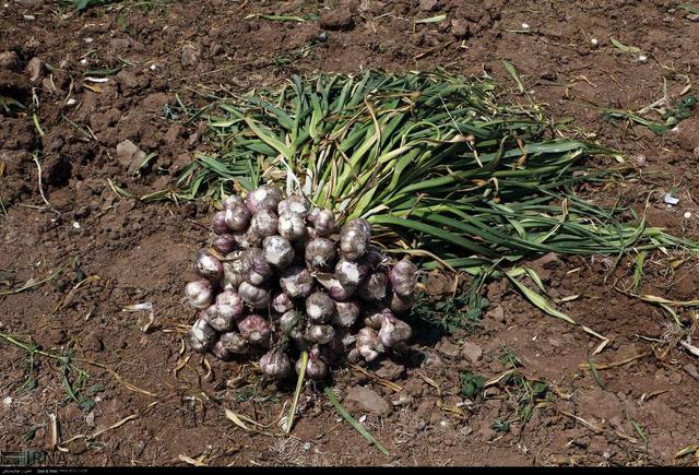 ۴۵۰ هکتار از مزارع طارم به کشت محصول سیر اختصاص یافت