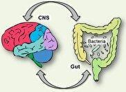 کشف معمای مغز دومی که زیر دنده‌ها زندگی می‌کند/ روده‌ها فکر می‌کنند و تصمیم می‌گیرند؟