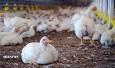 افزایش ۱۵ درصدی جوجه ریزی در واحد‌های مرغداری کردستان